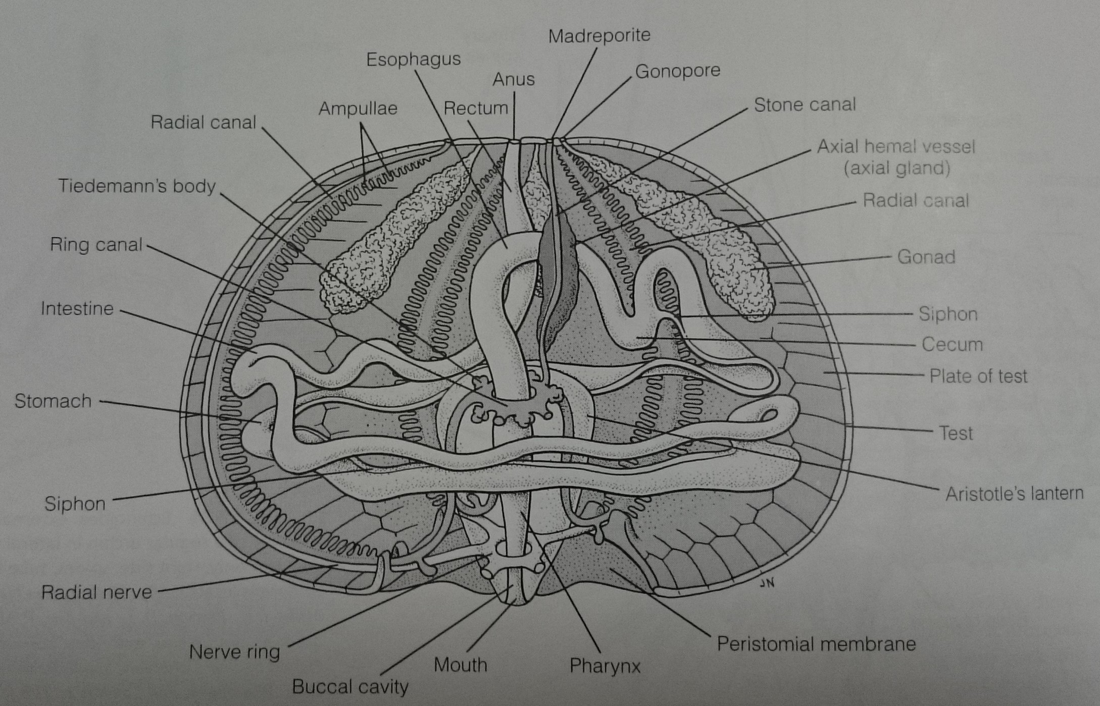 figure image